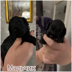 Щенки той-пудель