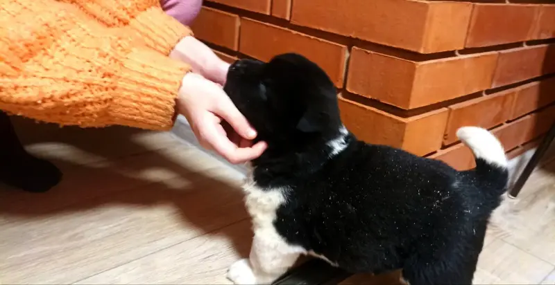 Акита щенки