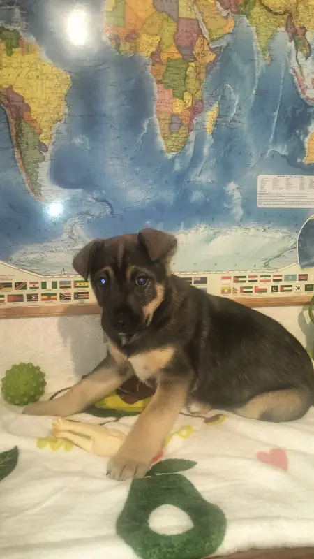 Собаки - Щенок - Вся Беларусь - Фото 4 Щенок - Вся Беларусь - 229156 - Доска объявлений Kupika.by - Фото 4