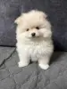 Продам щенка померанского - Вся Беларусь - 230458 - Доска объявлений Kupika.by - Фото 3