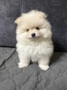 Продам щенка померанского