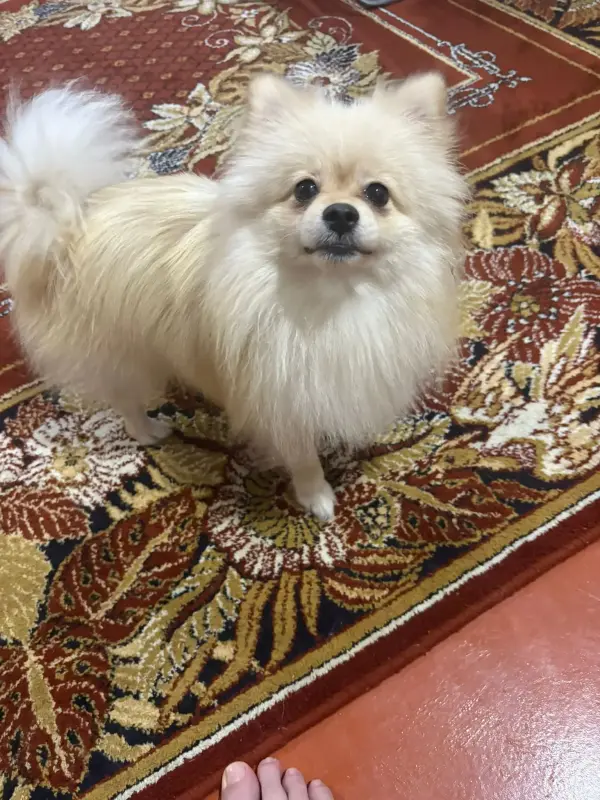 Собаки - Шпиц - Вся Беларусь Шпиц - Вся Беларусь - 230000 - Доска объявлений Kupika.by