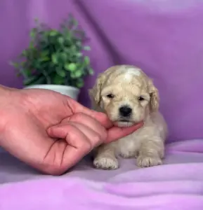 Щенки мини мальтипу бебифейс доставка