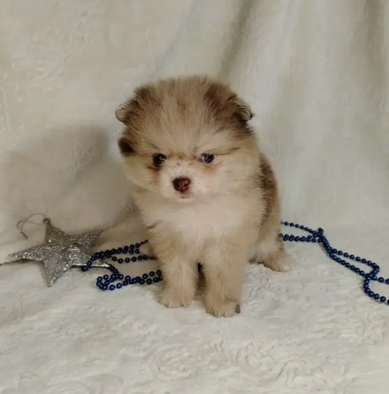 Померанские шпицы мини: шоколадный и мерле. - Вся Беларусь - 231066 - Доска объявлений Kupika.by - Фото 6