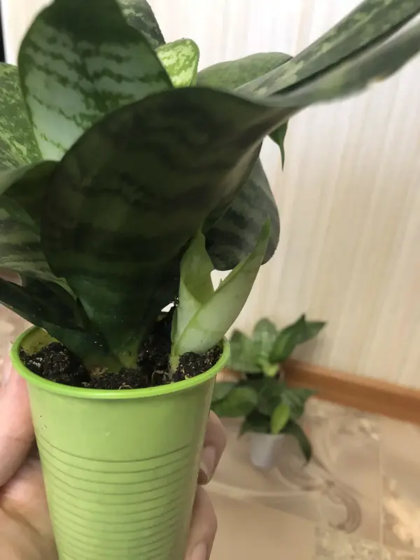 Комнатные растения - Сансевиерия Ханни Малахит - Вся Беларусь - Фото 4 Сансевиерия Ханни Малахит - Вся Беларусь - 229644 - Доска объявлений Kupika.by - Фото 4