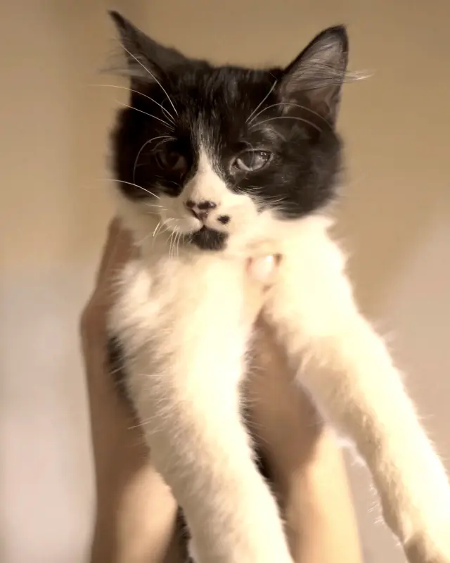 Кошки - Чеба (мальчик, 3,5 месяца) ищет дом - Вся Беларусь - Фото 2 Чеба (мальчик, 3,5 месяца) ищет дом - Вся Беларусь - 230648 - Доска объявлений Kupika.by - Фото 2