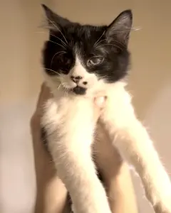 Чеба (мальчик, 3,5 месяца) ищет дом