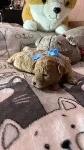 Щенки Мальтипу