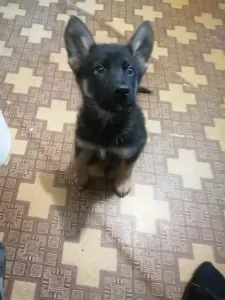 Щенки немецкой овчарки.