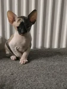 Канадский сфинкс