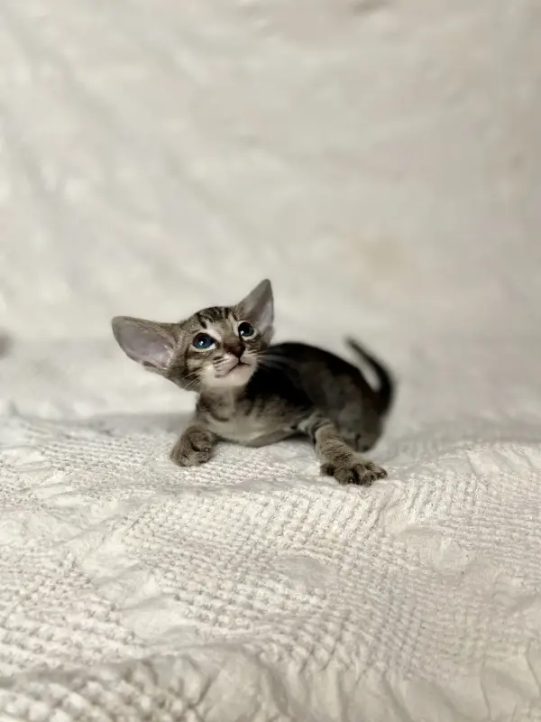 Кошки - Котята петерболд - Вся Беларусь - Фото 12 Котята петерболд - Вся Беларусь - 230095 - Доска объявлений Kupika.by - Фото 12