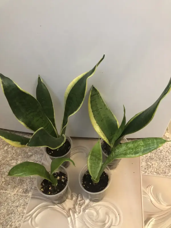 Сансевиерия Футура Суперба