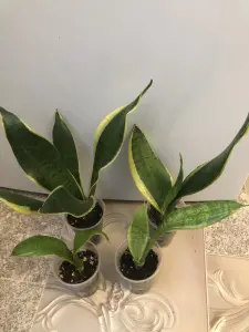 Сансевиерия Футура Суперба