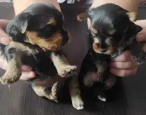 Щенки Йорк мини