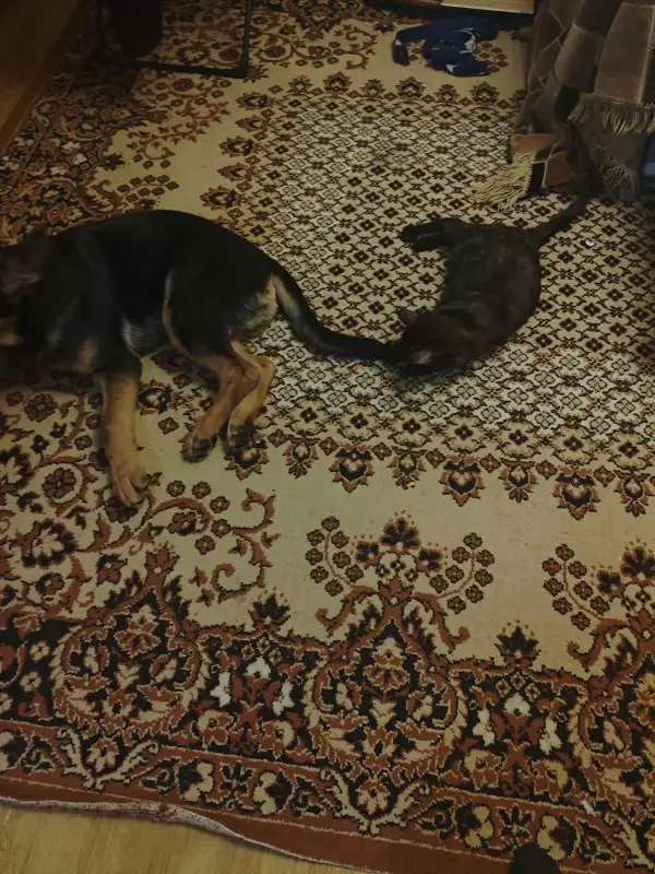 Щенок немецкой овчарки