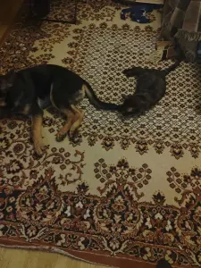 Щенок немецкой овчарки