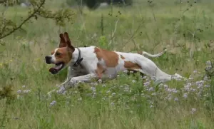 Щенки Английского пойнтера