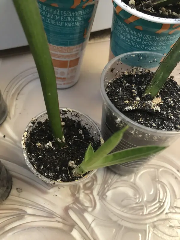 Комнатные растения - Сансевиерия - Вся Беларусь - Фото 3 Сансевиерия - Вся Беларусь - 229803 - Доска объявлений Kupika.by - Фото 3