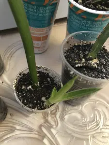 Сансевиерия