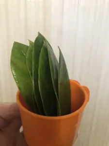 Замиокулькас Пирамида