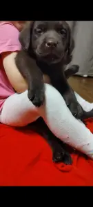 Щенки лабродора шоколадные