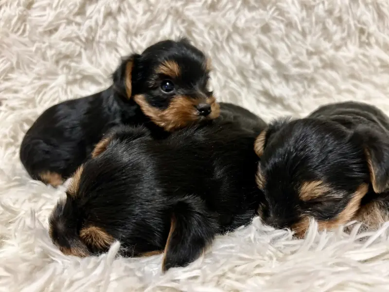 Щенки йоркширского терьера - Вся Беларусь - 229295 - Доска объявлений Kupika.by - Фото 2