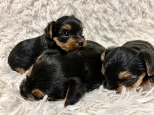 Щенки йоркширского терьера