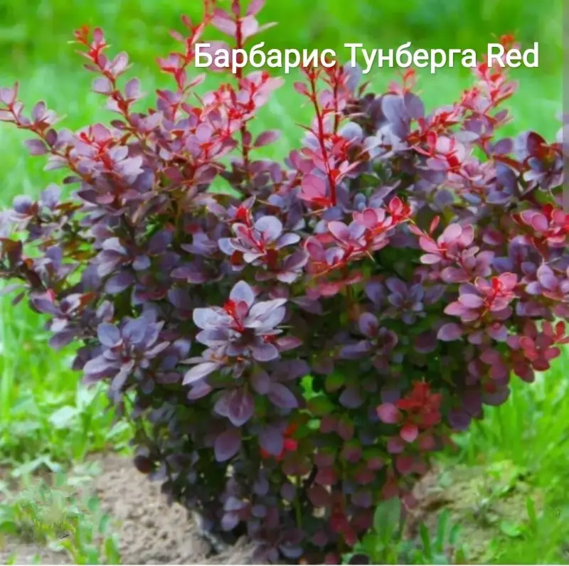 Барбарис Тунберга Ред саженцы 1 м