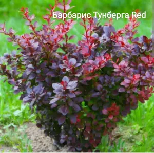 Барбарис Тунберга Ред саженцы 1 м