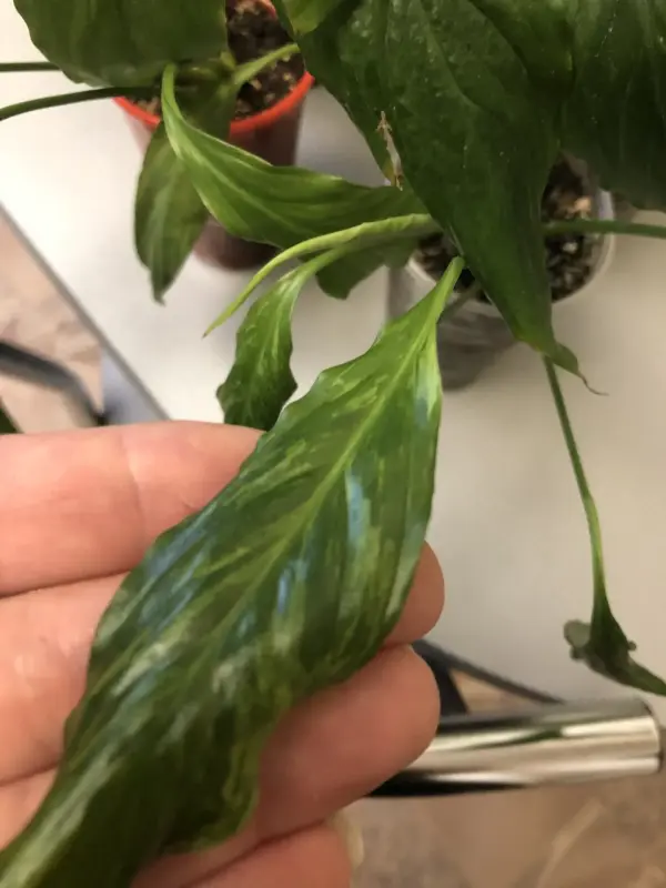 Спатифиллум Мун Шадоу