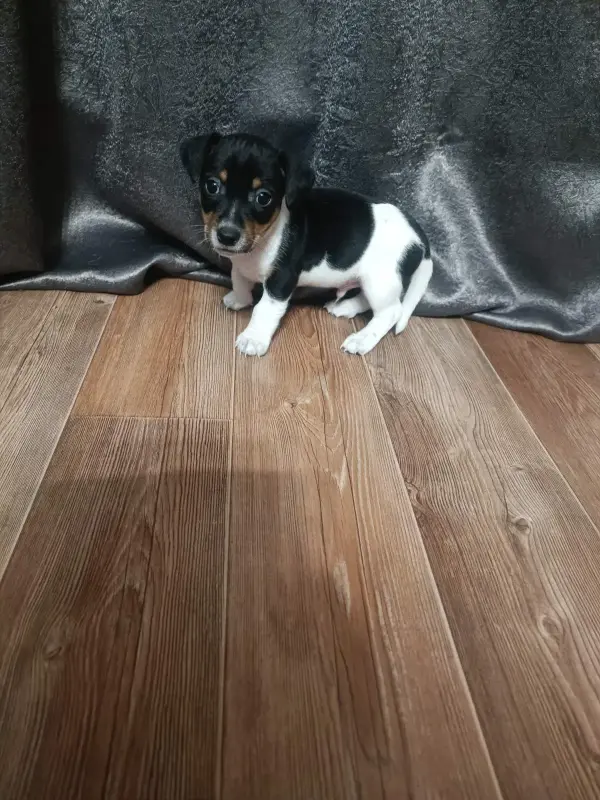 Щенки Джек-рассел-терьера - Марьина Горка - 227920 - Доска объявлений Kupika.by - Фото 8