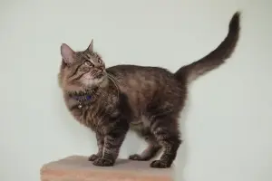 Умный молодой кот Шурик в дар