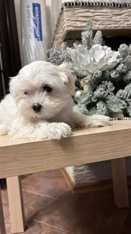 Щенки мальтийской болонки 1 девочка 3 мальчика