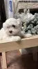 Щенки мальтийской болонки 1 девочка 3 мальчика