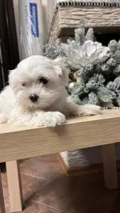 Щенки мальтийской болонки 1 девочка 3 мальчика