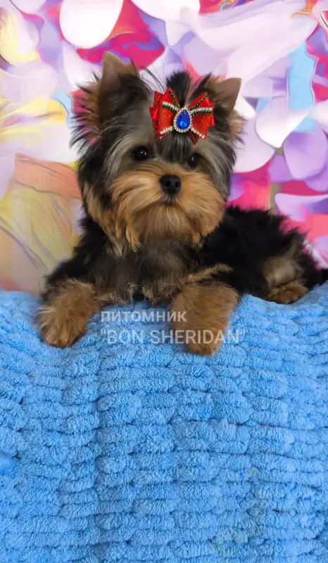 Очень красивый мальчик