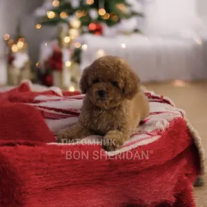 Мини мальчик пудель,тикап