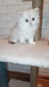 Британская длинношёрстная кошка