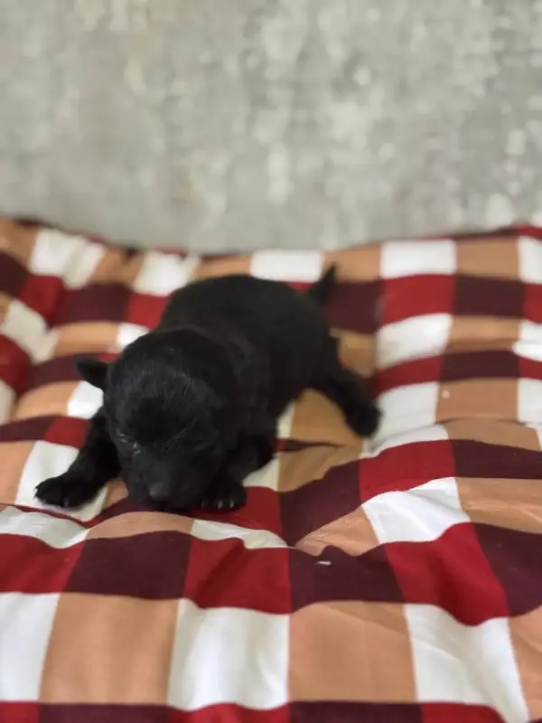 Бронь щенки помапу мини папа той-пуделямама мини шпиц