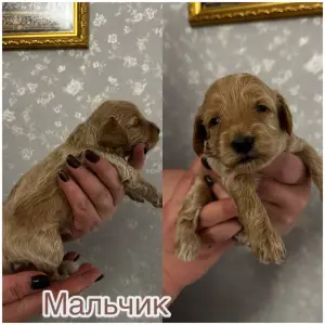 Щенки той-пудель