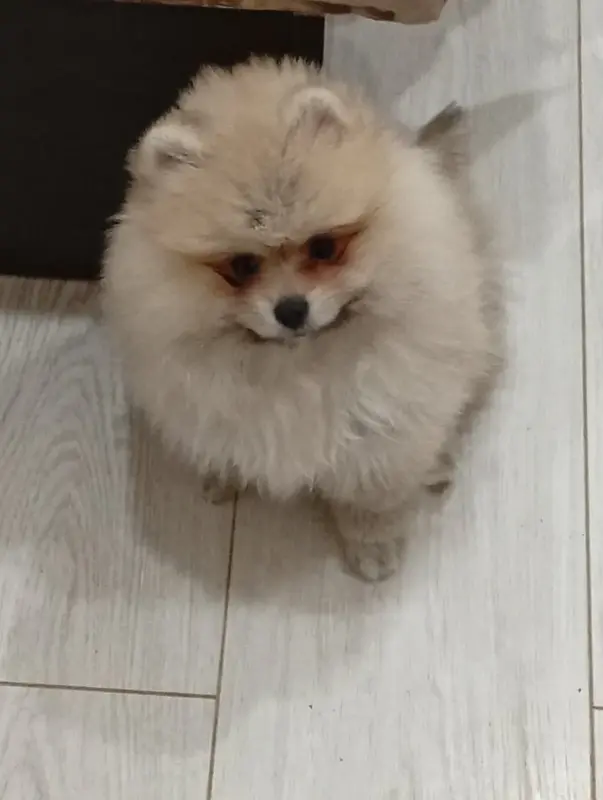 Собаки - Девочка померанского шпица - Вся Беларусь - Фото 2 Девочка померанского шпица - Вся Беларусь - 229870 - Доска объявлений Kupika.by - Фото 2