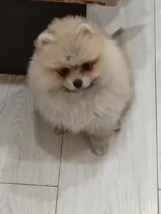 Девочка померанского шпица