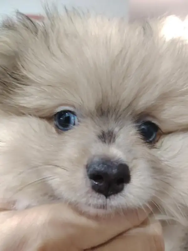 Собаки - Продажа щенков померанского шпица - Вся Беларусь - Фото 6 Продажа щенков померанского шпица - Вся Беларусь - 230323 - Доска объявлений Kupika.by - Фото 6