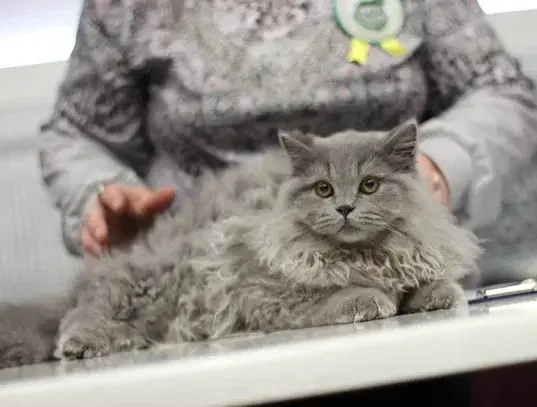 Элитный британский котенок - Вся Беларусь - 213953 - Доска объявлений Kupika.by - Фото 7