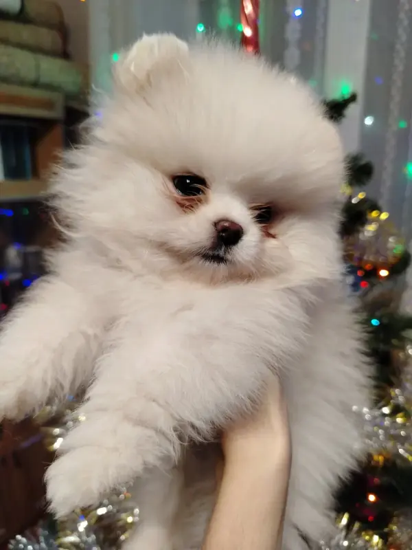 Шпиц - Вся Беларусь - 231052 - Доска объявлений Kupika.by - Фото 2