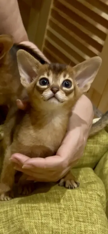 Кошки - Абиссинский котёнок девочка - Вся Беларусь - Фото 3 Абиссинский котёнок девочка - Вся Беларусь - 230014 - Доска объявлений Kupika.by - Фото 3