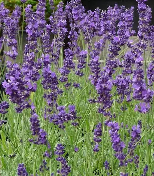 Саженцы, рассада - Лаванда Узколистная, Белая Лаванда саженец - Вся Беларусь - Фото 2 Лаванда Узколистная, Белая Лаванда саженец - Вся Беларусь - 229393 - Доска объявлений Kupika.by - Фото 2