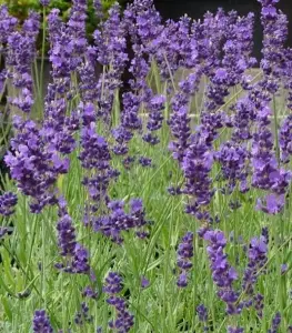 Лаванда Узколистная, Белая Лаванда саженец