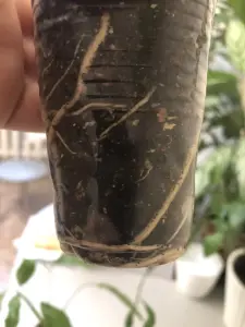 Спатифиллум Мун Шадоу