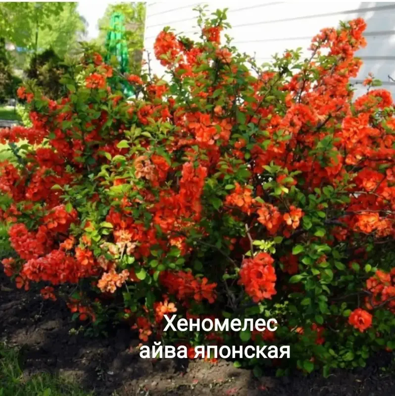 Декоративные и плодовые кустарники саженцы